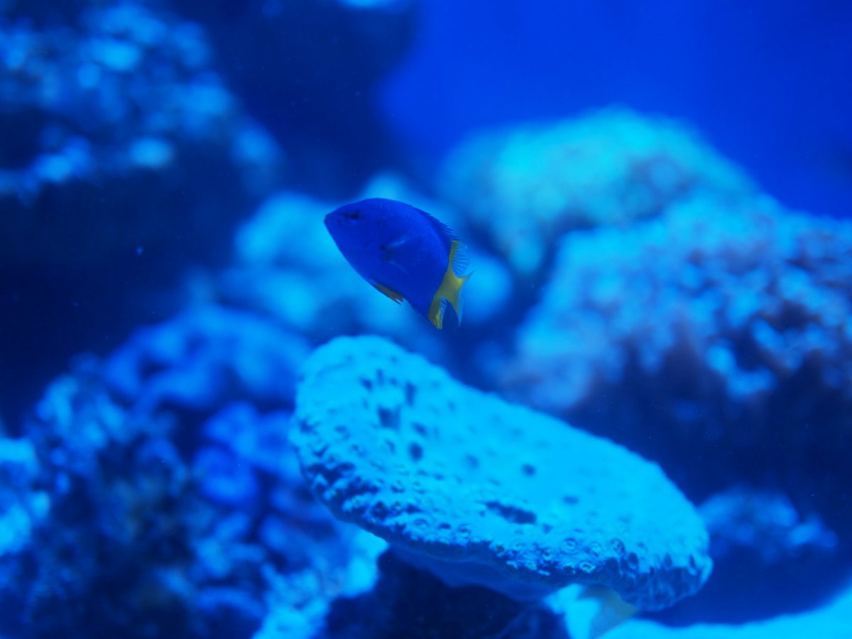 myougaboshi's tweet photo. 50単トレーニング～水族館編②～

ルリスズメダイ可愛いよね

camera:OLYMPUS O-MD E-M10 MARK2
lens: M.ZUIKO DIGITAL 25mm F1.8
#写真
#カメラ
#OLYMPUS
#キリトリセカイ
#ファインダー越しの私の世界
#カメラ好きな人と繋がりたい 
#写真好きな人と繋がりがたい https://t.co/9uC1yC78k4