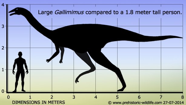Le Gallimimus est une espèce de dinosaure ornithomimidæ ayant vécu en Asie au Crétacé Supérieur.Contrairement au film, il avait des plumes, et c'est un beau bébé de six à huit mètres de long.