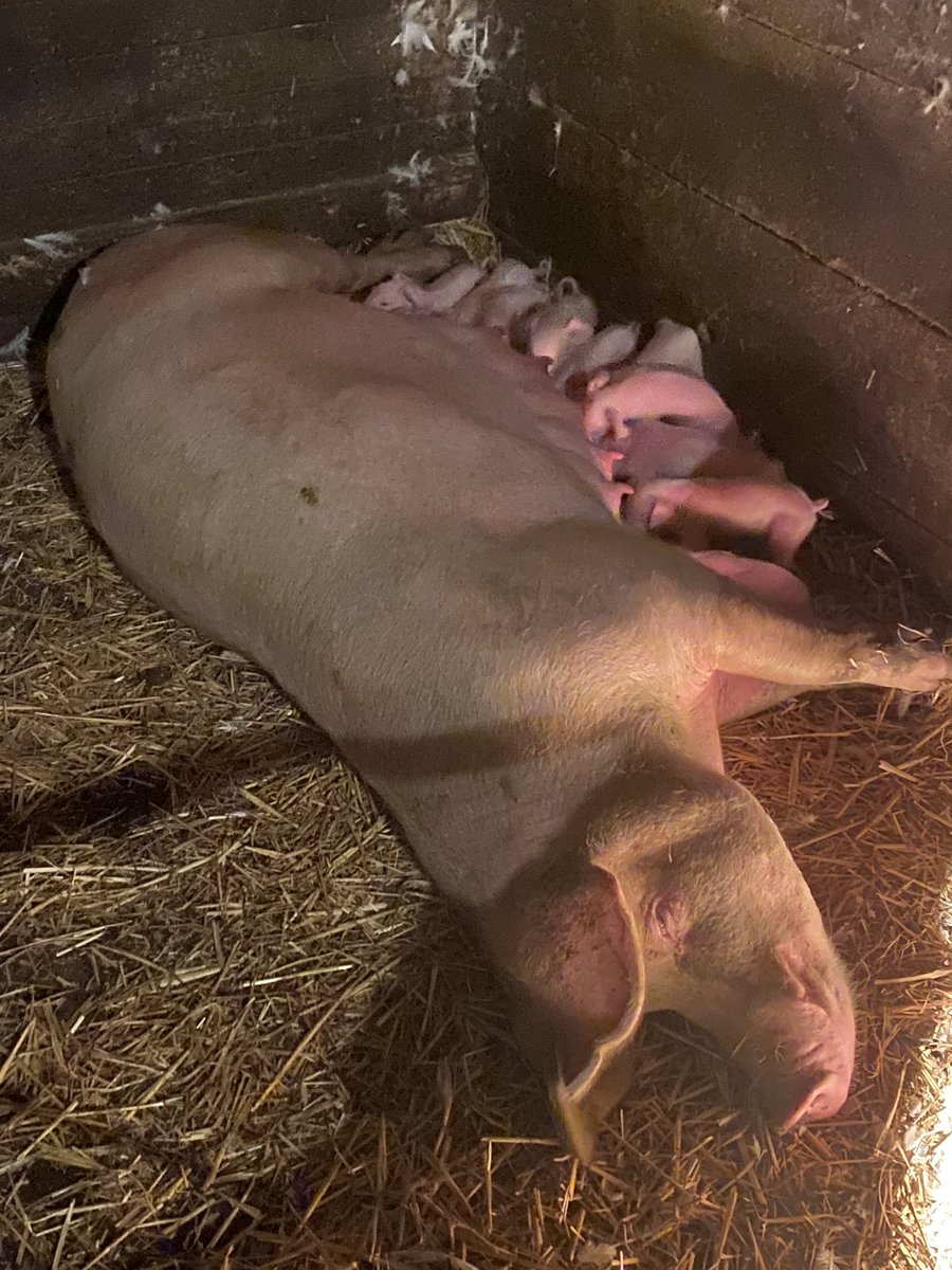 newlandfarm's tweet photo. 18 born last night #NFFarrowing20 #NoSpots https://t.co/rDNrbZuOGf