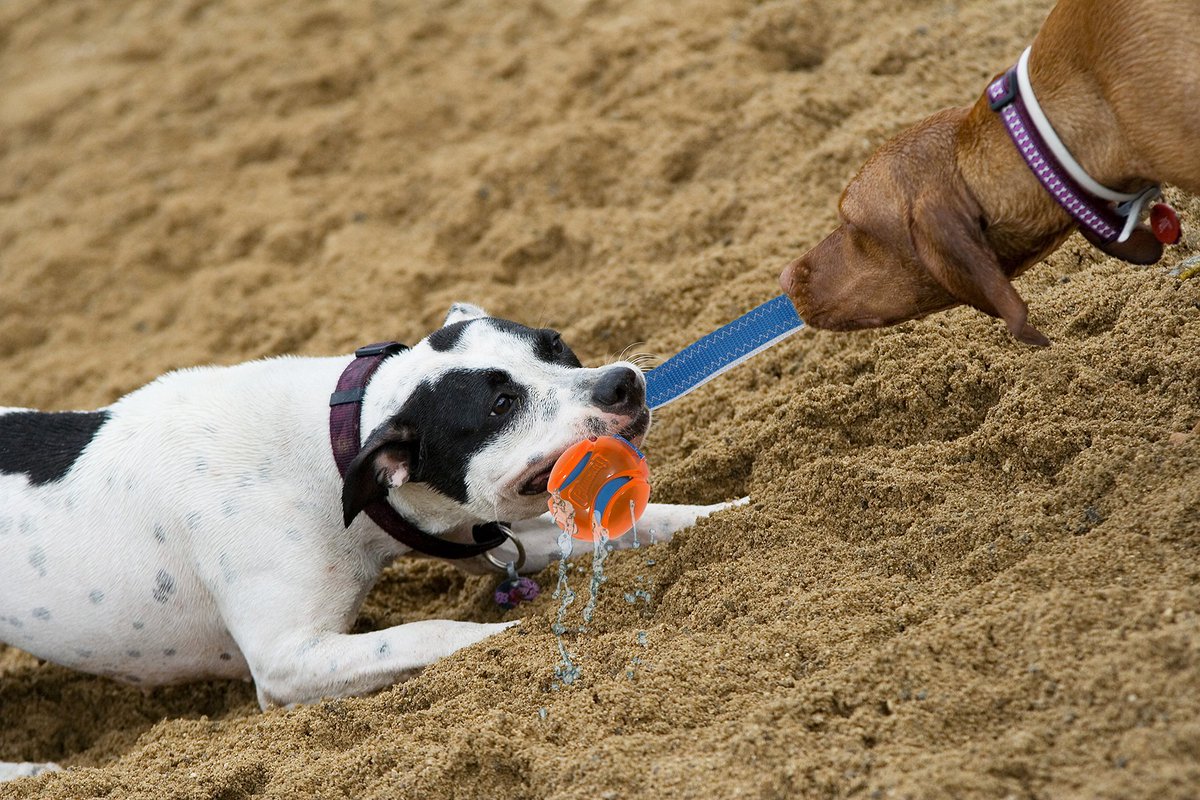 Doggo one: “NO, it’s my turn to hide to the ball!”

Doggo two: “But last time you hid it so well our hooman had to buy us another one!” 

Is this relatable to any of our Chuckit! fans?  🤣🐶🏀