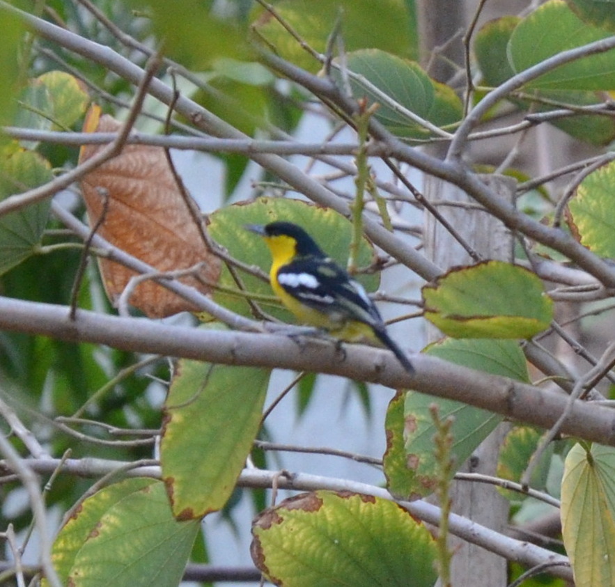 PauraviVarde's tweet image. The charming whistlers in my backyard, Common Ioras. Both pics that of male. Have spotted female nearby but no luck with a decent pic.  Shot in April this year.
 #commoniora ##twitterBirders #birdsaroundUs #birdphotography #NaturePhotography #birdwatching #birds #lifeatmitthi