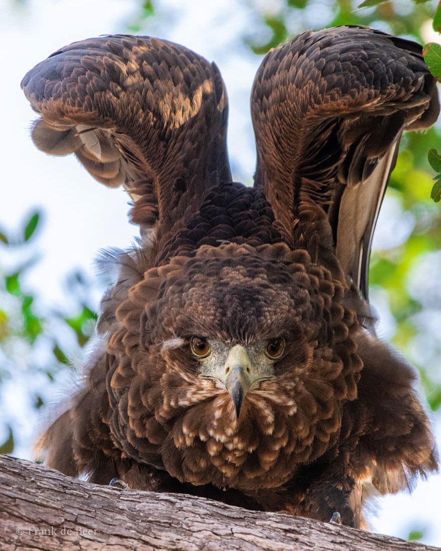 Simbivati Birders Book - Bateleur Eagle by our Safari guide Frank
_
Juvenile Bateleur stretching its wings after a rest. Notice how this individual doesn't have the beautiful adult's coloration yet. It takes roughly 7 years to obtain the full adult plumage.
