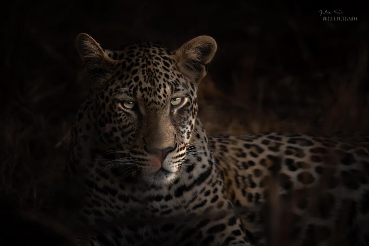 Xidulu, Indaba and a steenbok - a beautiful carousel from our guide julie 
_
Spending time in the Greater Kruger is always a privilege, a chance to learn about ourselves and about nature.

#wildlife 
#leopard 
#wildlifephotography