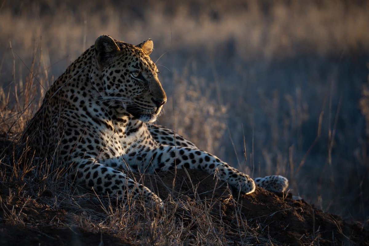 Simbavati Lodge Collection tweet media