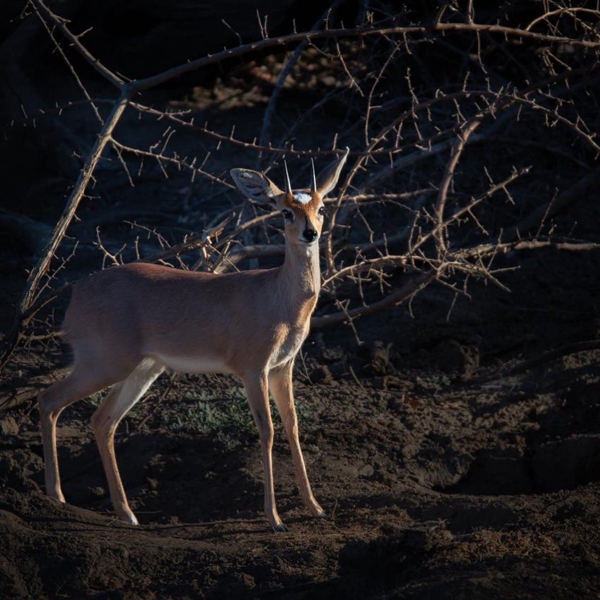 Simbavati Lodge Collection tweet media