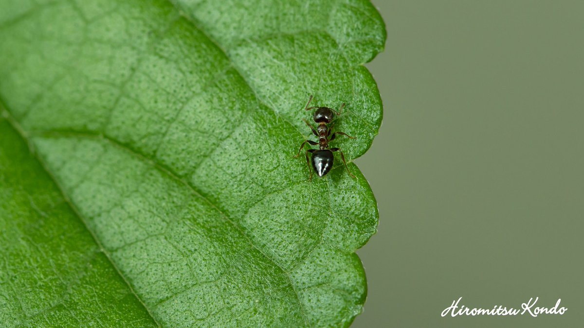 Hashtag エノキワタアブラムシ Pe Twitter