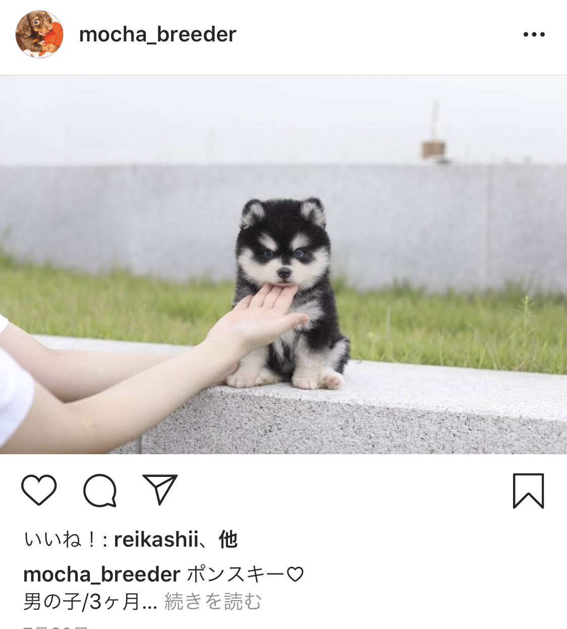 Juno ハスキー犬 ポンスキー 貴重な犬種だから 80万円ですって 人間の金儲けの為に無理やり個体差があり過ぎる犬種を生み出してしまうのは ほんとにどうなの しっかりと考えてるブリーダーだったら絶対しないですよね 悪質ブリーダー T
