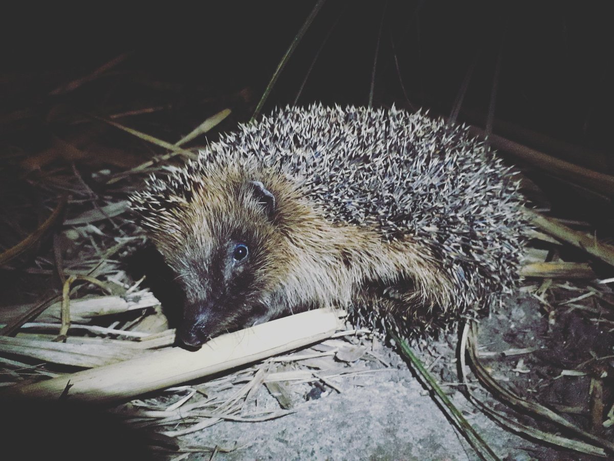 There are lots of great organisations working to better understand & tackle the issues hogs (& many other species) face but we, as individuals, can all do our bit too! We can make sure our MPs know our stance on nature PLUS get involved & utilise an amazing array of resources 2/9
