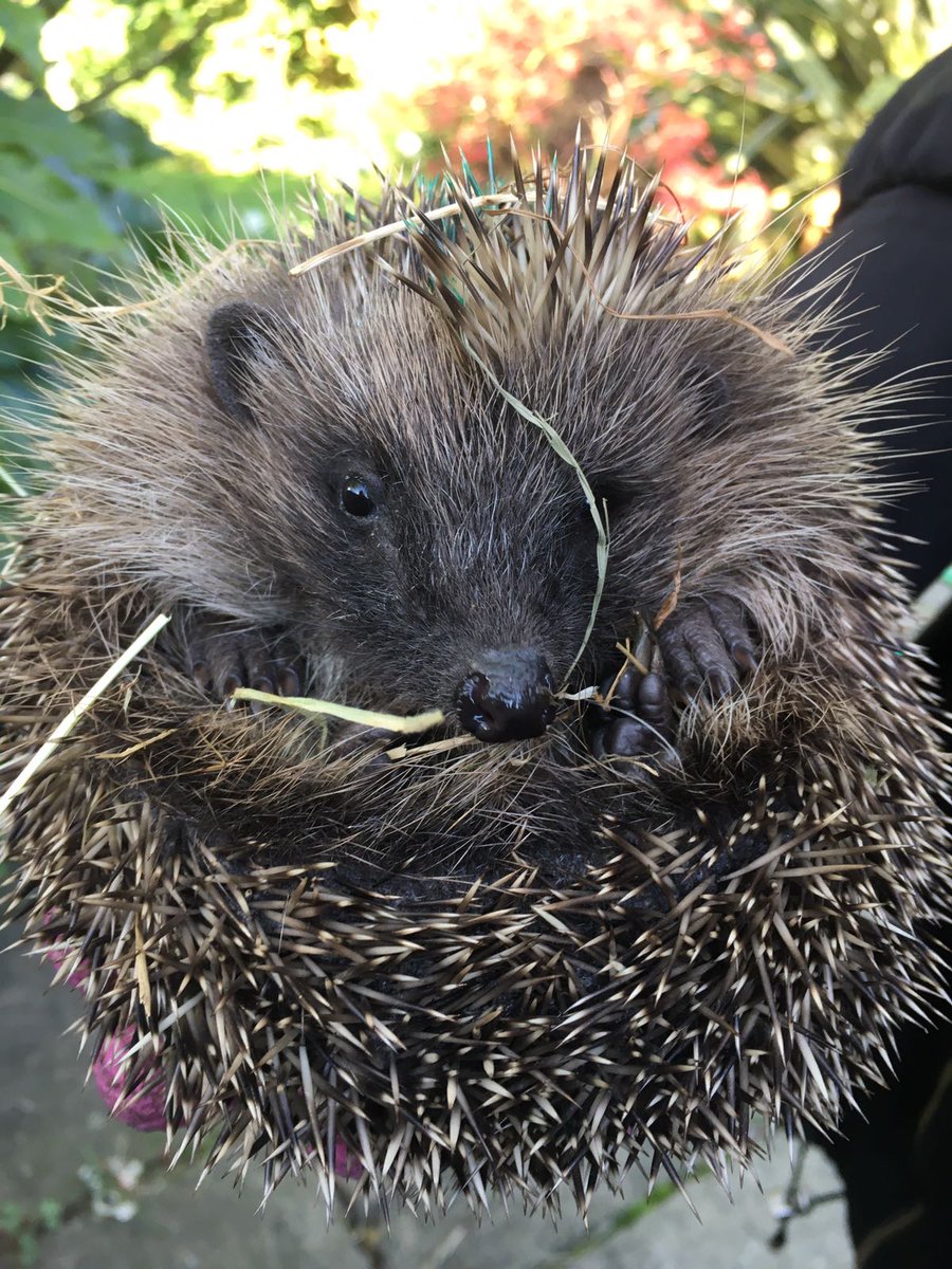  @hedgehogsociety have tonnes of hedgehog welfare advice and resources for the general public & rehab/carers - give them a ring if you see a sick or injured hog  8/9