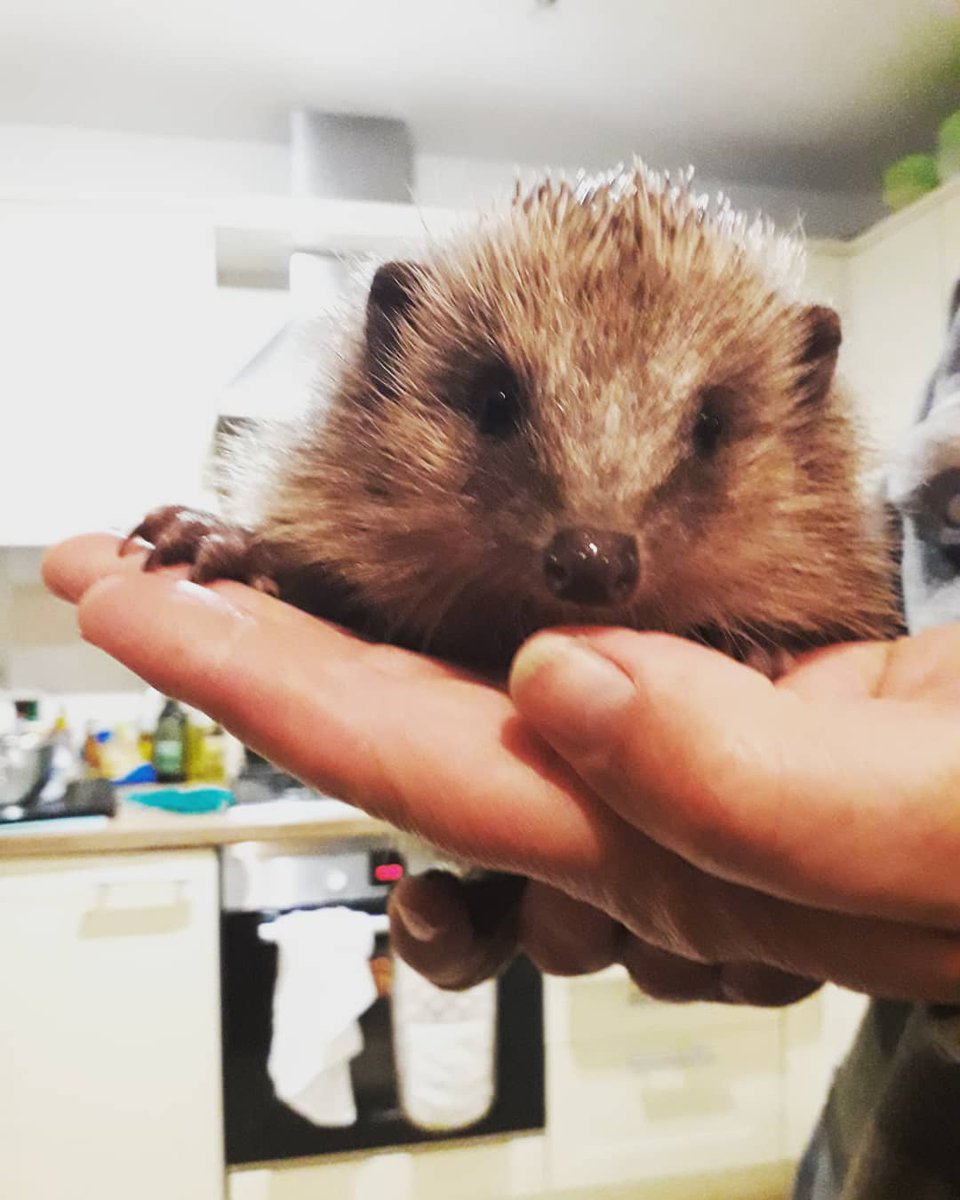  @hedgehogsociety have tonnes of hedgehog welfare advice and resources for the general public & rehab/carers - give them a ring if you see a sick or injured hog  8/9