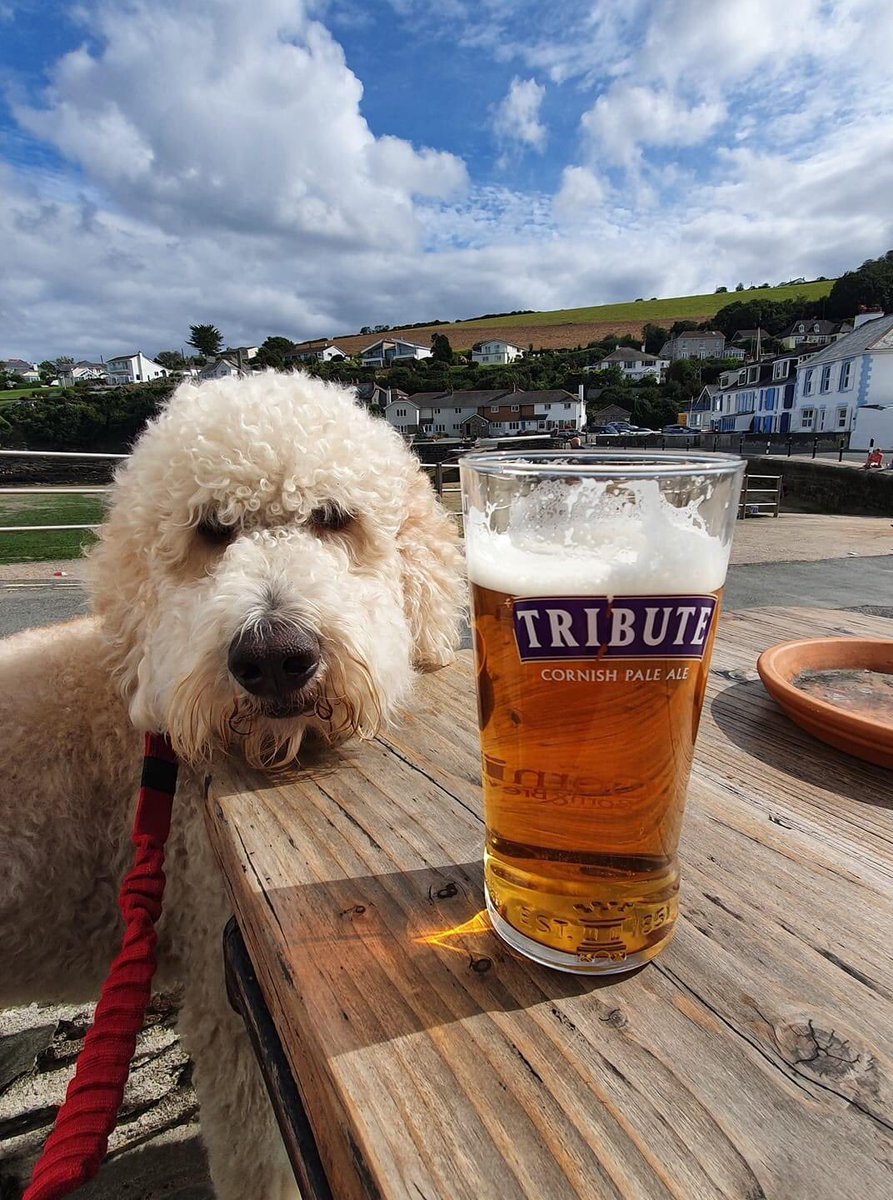 It’s no good, even those doggy eyes aren’t going to make me give you my beer. <a href="/Tribute_Ale/">Tribute Ale</a> <a href="/StAustellBrew/">St Austell Brewery</a> #properjobambassador