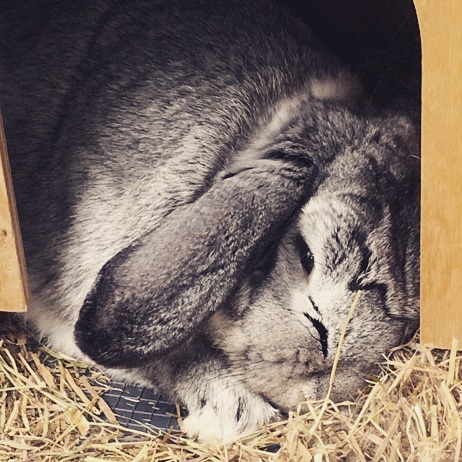 One of my lovely first clients, meet Beau. A gentle boy who loves his fresh parsley! <a href="/SussexPet/">East Sussex Pet Care</a>