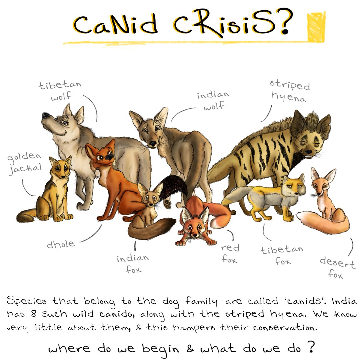 Finally done with two weeks in  #quarantine. Time well spent (?) making some  #SciArt. Here's a series/thread based on our research work on  #wildcanids and  #stripedhyenas, in  #India as part of  @wcip_in.  #SciComm  #AcademicChatter(1/12)