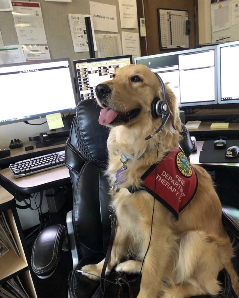 This is Kerith. She’s a fire department therapy dog. With more than two dozen major fires burning in California, she’s unfortunately been very busy. She meets her firefighters at the staging area and gives each of them a hug before they head out. 14/10 for everybody