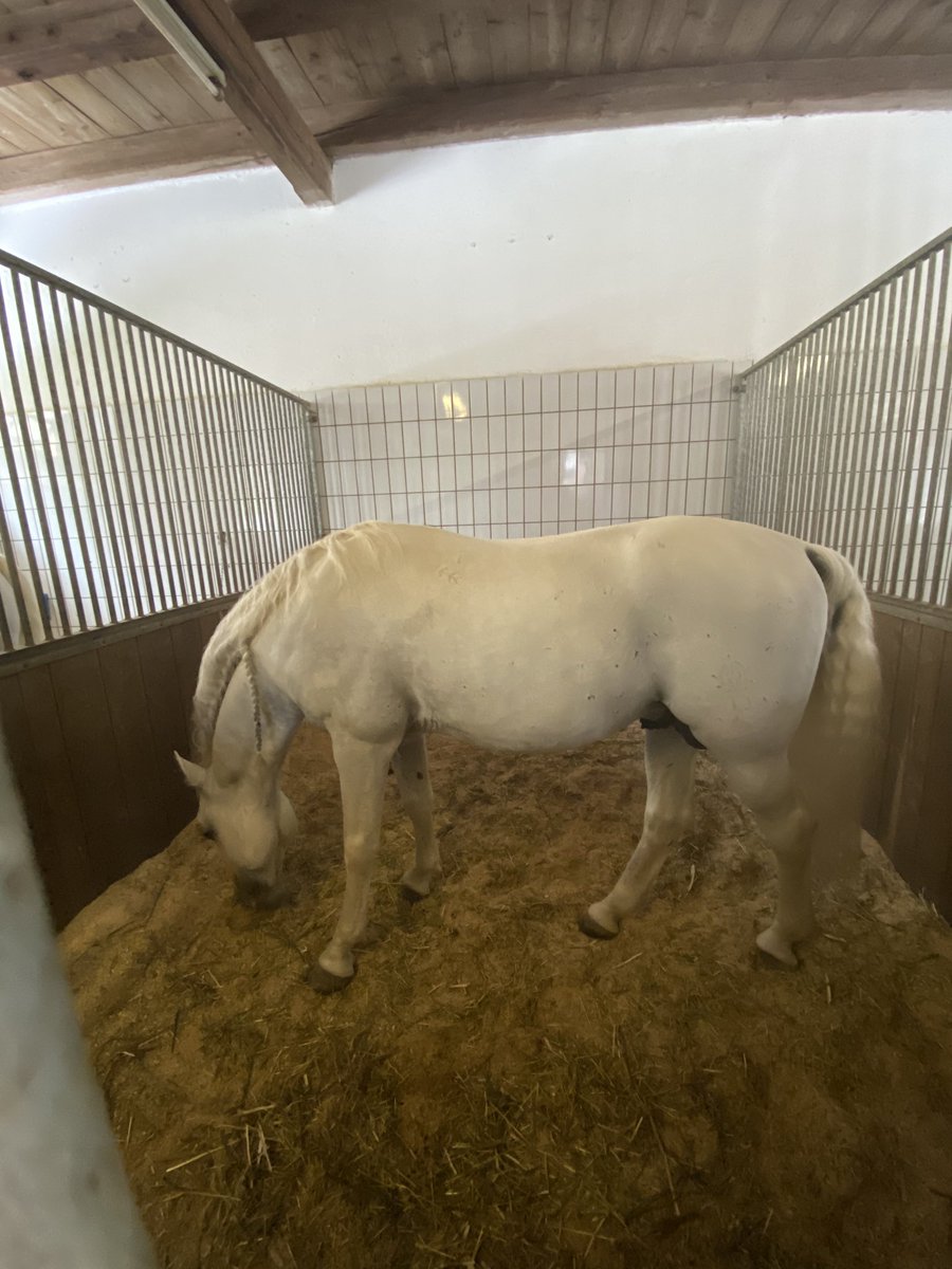 DaiSifuGold's tweet photo. #Lipizzaner #tradition #piber 🐴🇦🇹👍 https://t.co/wTI7r4tIqW