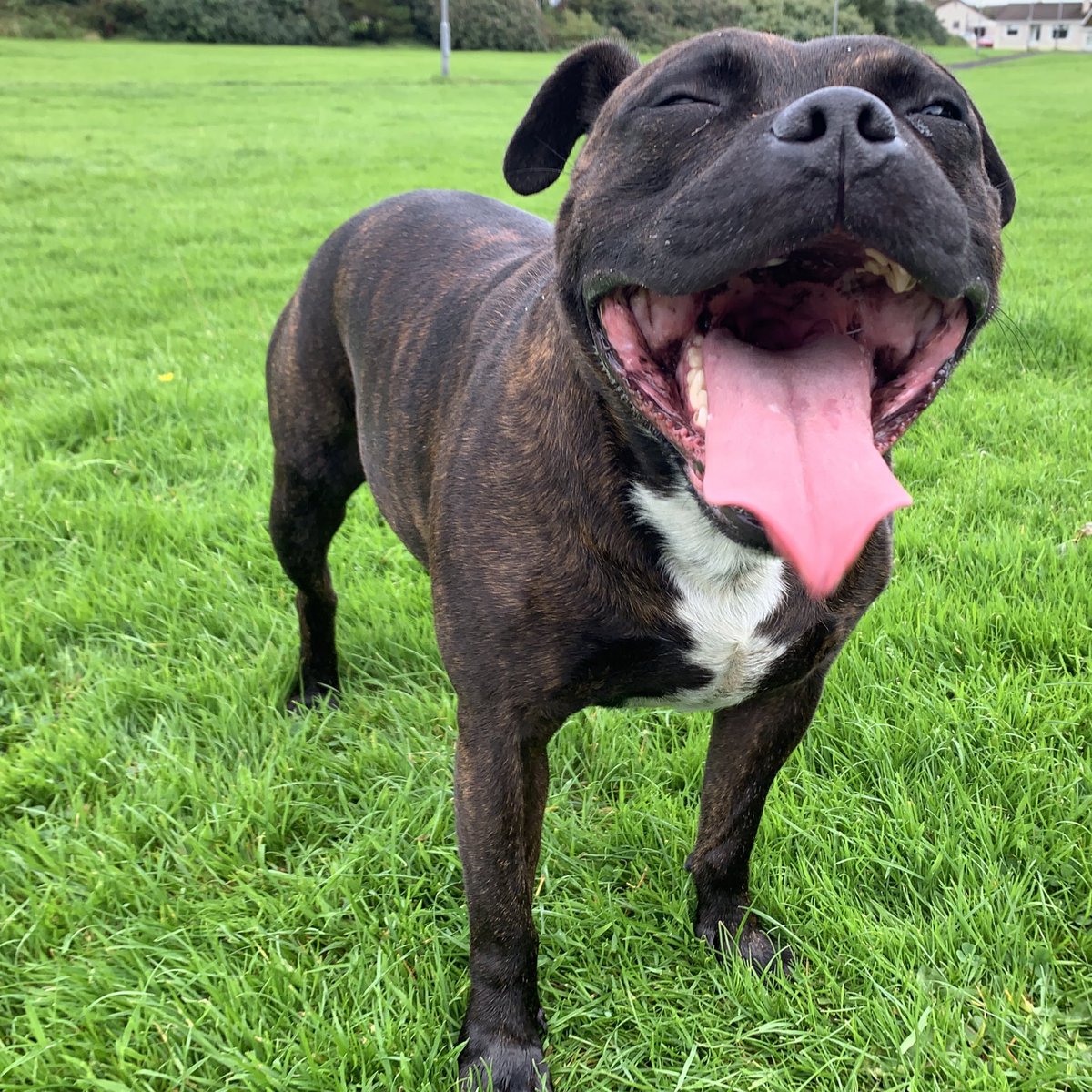 New <a href="/ChuckitUK/">Chuckit</a> ultra ball &amp; all the fun in the field. He’s a absolute machine at chasing. 7 years old and still got it. My boy 💙💙💙 #DogsOfTwitter