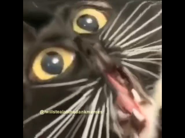 straight face cat meme by y0urdist00rtedmeme on DeviantArt