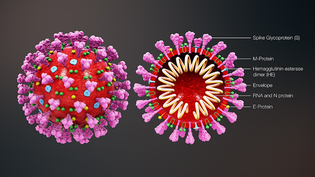 Let’s start by taking a look at the structure of the SARS-CoV-2 virus – that’s the virus that causes COVID-19. The virus has an outer shell made up of different proteins and that surrounds a molecule called RNA.