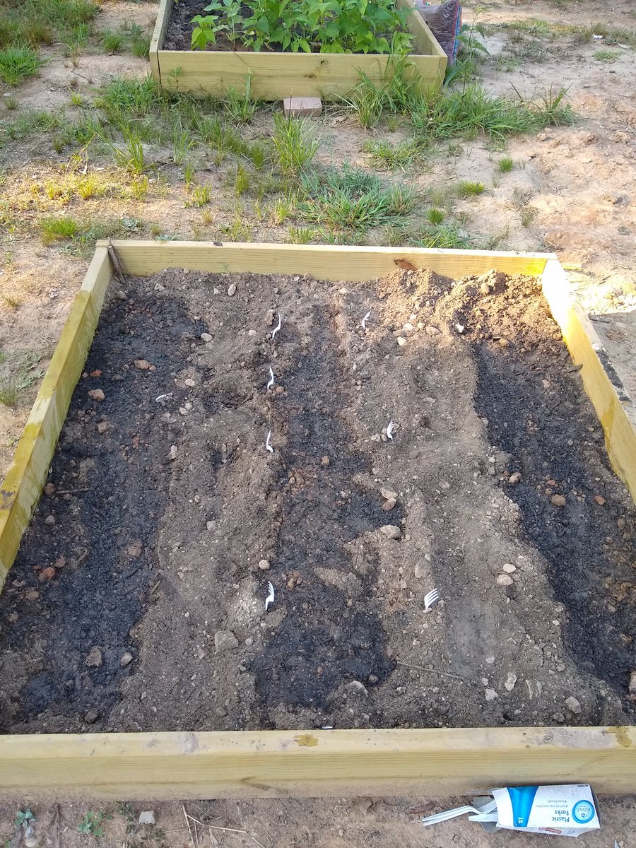 Some new developments from the green space. We've planted potatoes, sunflowers and English peas today. We also put up a no-littering sign. Expect an article about how badass sunflowers are.