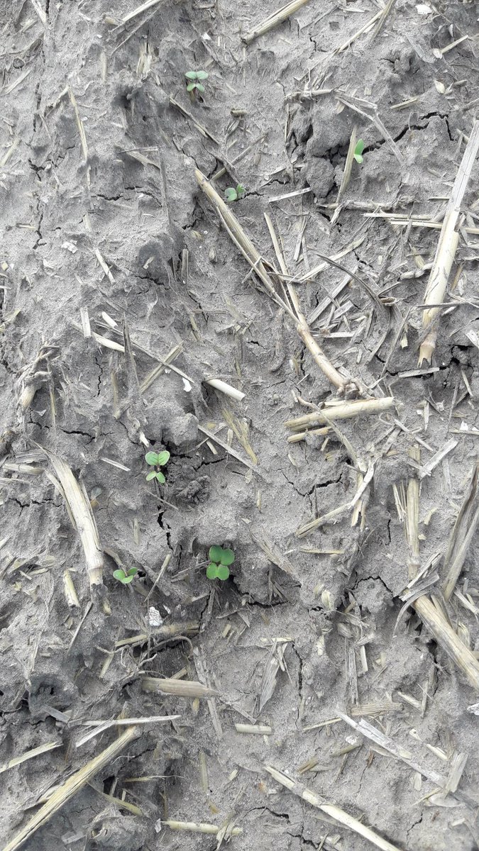 Na 3 dagen. Komt er al mooi op. #FABulousFarmers