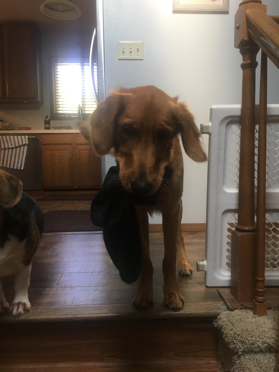 GunkelJosh's tweet photo. ⁦@ambergunkel⁩ dog Baker is doing his part to help move ⁦@GunkelWyatt⁩ into his dorm today. He’s got the socks covered. #gooddog https://t.co/An7KBywYG2
