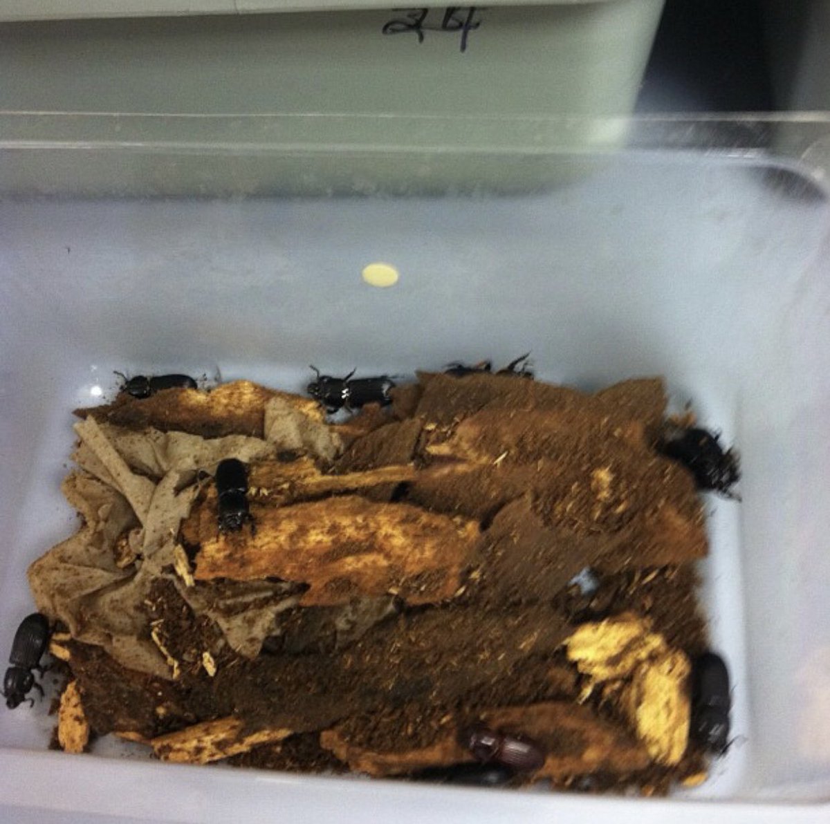 McDonaldClass1's tweet photo. Reminiscing on my first year teaching. I was in Moncks Corner, South Carolina and I had to teach about crawfish and beetles. When I got the package of class pets delivered, I screamed trying to place them in their tanks. Found out later those beetles can fly. #mrsmcdonaldsclass https://t.co/QY4R4vsrLn