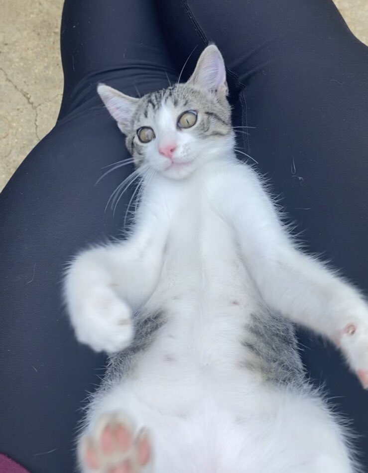 kntdavison's tweet photo. Our cat is missing from Grand Oaks Subdivision. His name is Chip (sometimes he’s just called Kitty by our 2 yr old). He’s about 14 weeks old. Gray, white and black. Has a patch of white hair on the middle of his back. @ochsms https://t.co/eg5USuAy8T