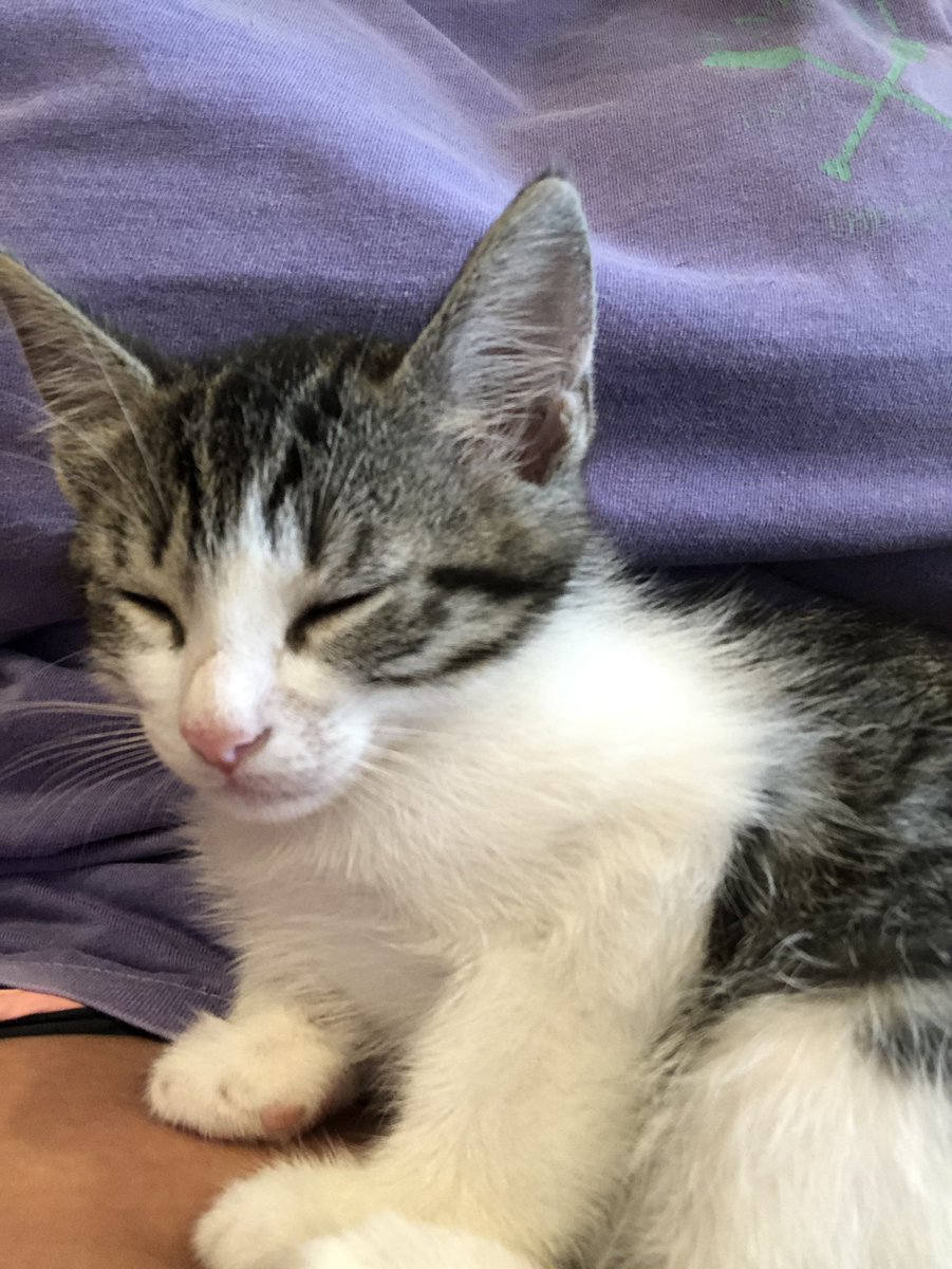 kntdavison's tweet photo. Our cat is missing from Grand Oaks Subdivision. His name is Chip (sometimes he’s just called Kitty by our 2 yr old). He’s about 14 weeks old. Gray, white and black. Has a patch of white hair on the middle of his back. @ochsms https://t.co/eg5USuAy8T