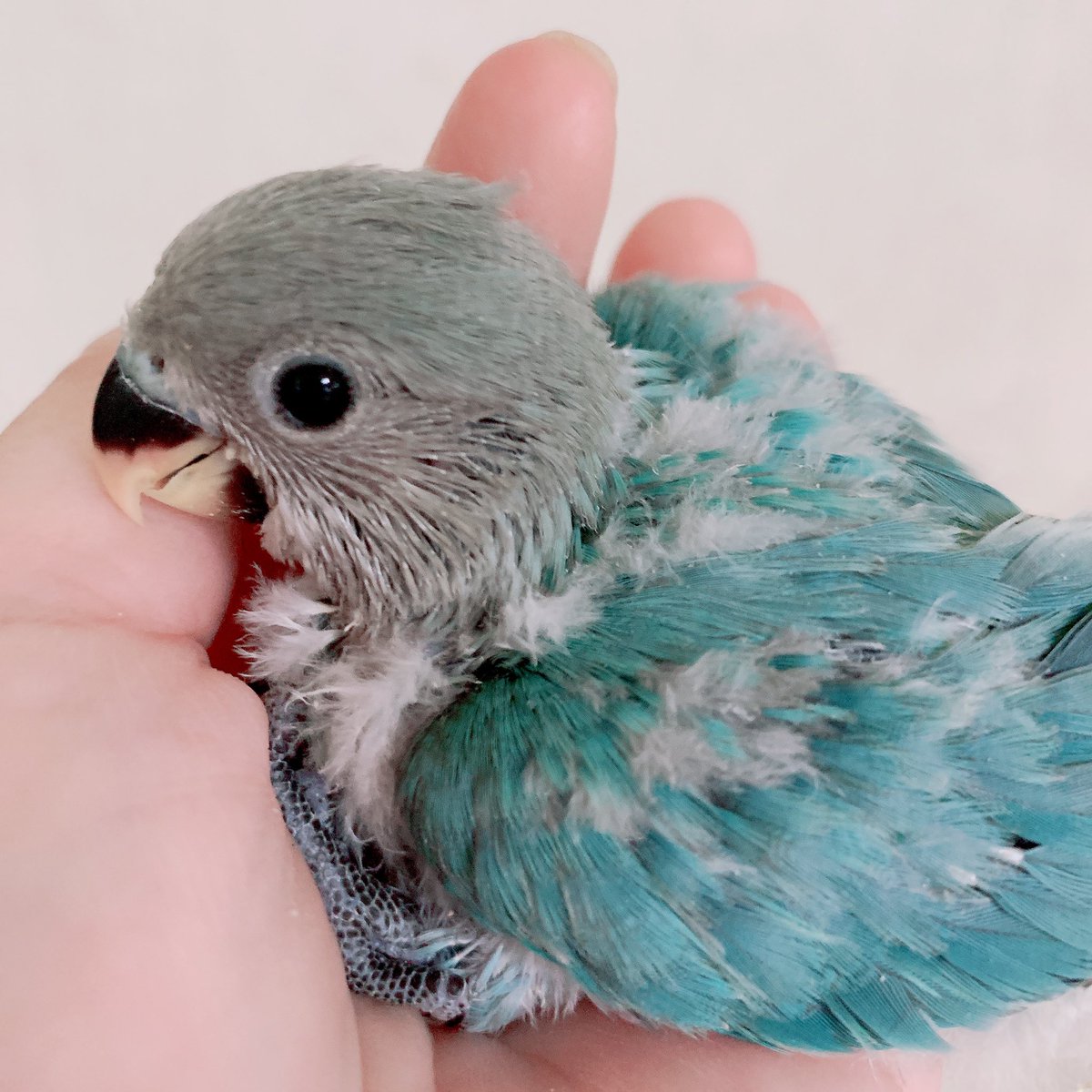 みさowl コザクラインコ コバルトオパーリンの女の子は募集開始と同時に飼い主さま決まりました あとオレンジヘッドオーストラリアンシナモンオパーリン レア品種です の女の子1羽販売中です ベッタベタの甘えん坊です コザクラインコ 雛 みさowl コザクラインコ コバルトオパーリンの女の子は募集開始と同時に飼い主さま決まりました あとオレンジヘッドオーストラリアンシナモンオパーリン レア品種です の女の子1羽販売中です ベッタベタの甘えん坊です コザクラインコ 雛
