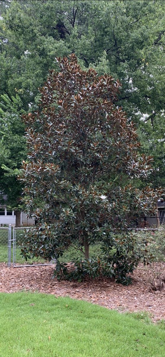 The lone magnolia bloom on this tree is how coaches see their swimmer in a crowded warm up pool....
Can’t wait to see a crowded warm up pool again!#tater 🤓