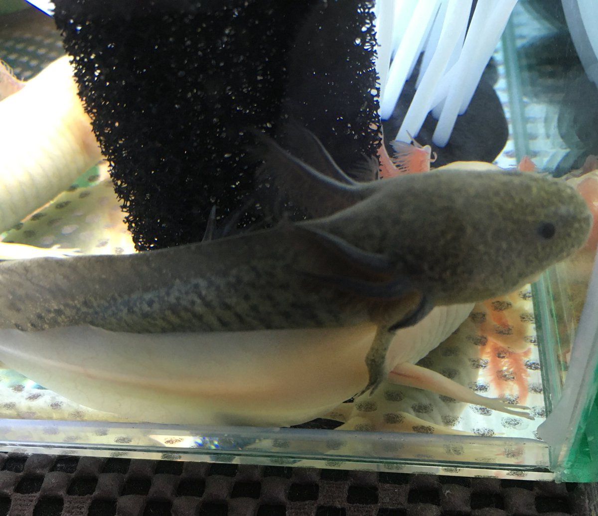 混泳 混泳