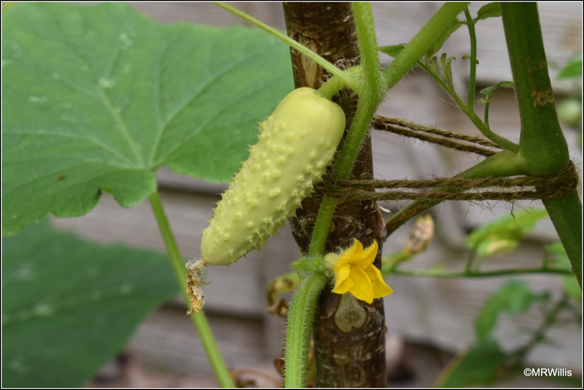 Marksvegplot's tweet image. My white cucumber plants are just beginning to produce fruit (they were planted quite late). I don't know, but I think they might be "White Wonder". I've been told they taste almost citrussy.