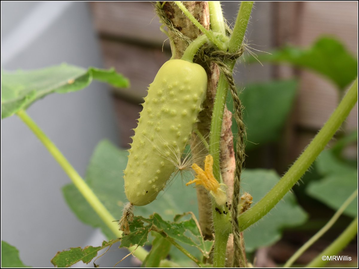 Marksvegplot's tweet image. My white cucumber plants are just beginning to produce fruit (they were planted quite late). I don't know, but I think they might be "White Wonder". I've been told they taste almost citrussy.