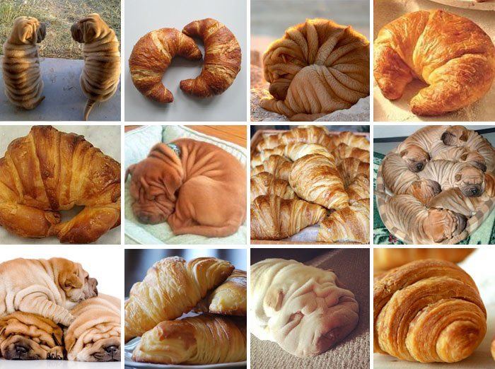 Croissant or dog?