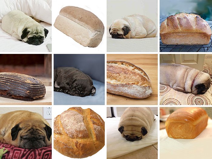 Loaf or dog?