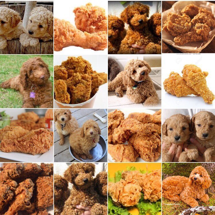 Fried chicken or dog?