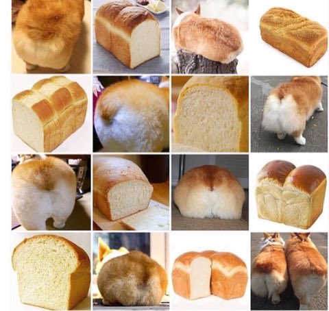 Different loaf or dog?