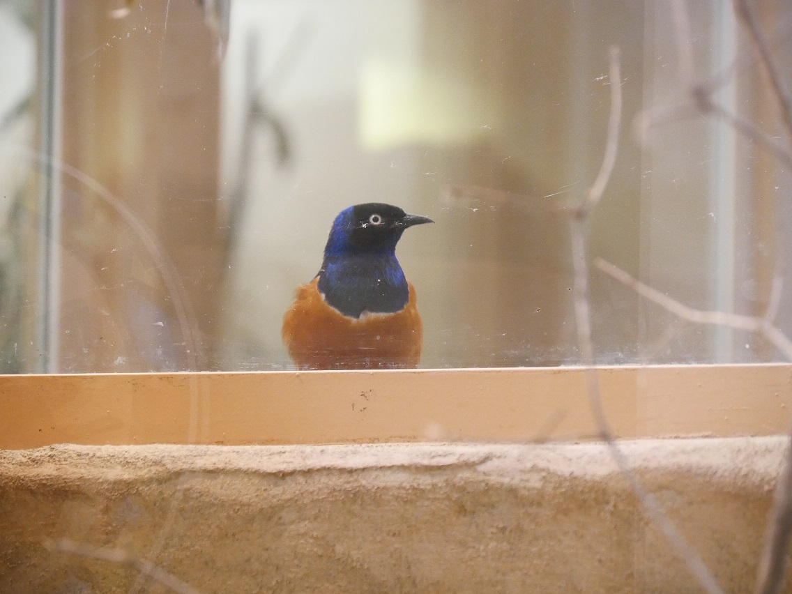 なつ ふと見ると グンディを見つめる ツキノワテリムクの姿が T Co Ayf3ywa8ze Twitter