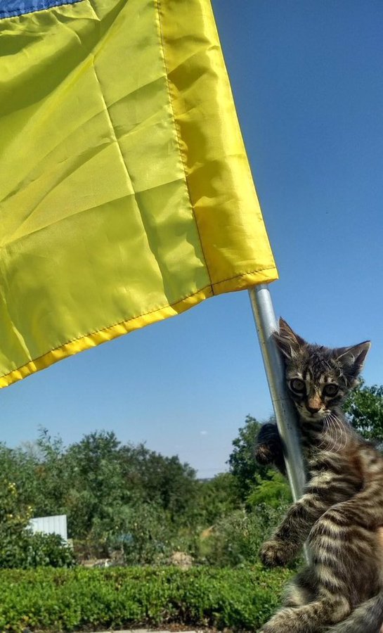 Сьогодні в Україні відзначають День Незалежності - Цензор.НЕТ 8279