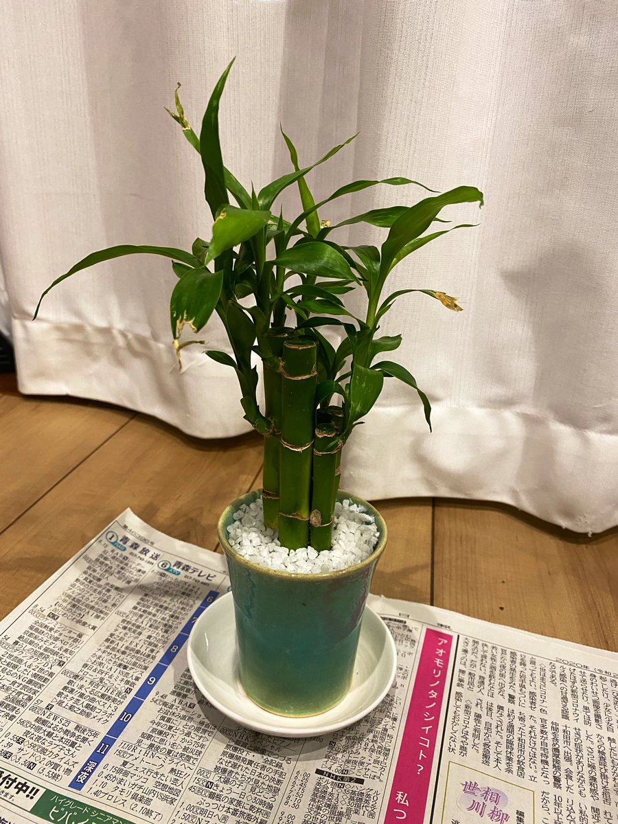 ট ইট র ひろたつ 苔玉に続き自作ミニ盆栽2つ目 すっごい前に買っておいたミリオンバンブーで作ってみた セカストで買った80円くらいのコップと あとは全部ダイソー 土だけはホムセン 陶磁器に穴を開けるのがマジで時間かかる ট ইট র ひろたつ 苔玉に続き自作ミニ盆栽2つ目 すっごい前に買っておいたミリオンバンブーで作ってみた セカストで買った80円くらいのコップと あとは全部ダイソー 土だけはホムセン 陶磁器に穴を開けるのがマジで時間かかる