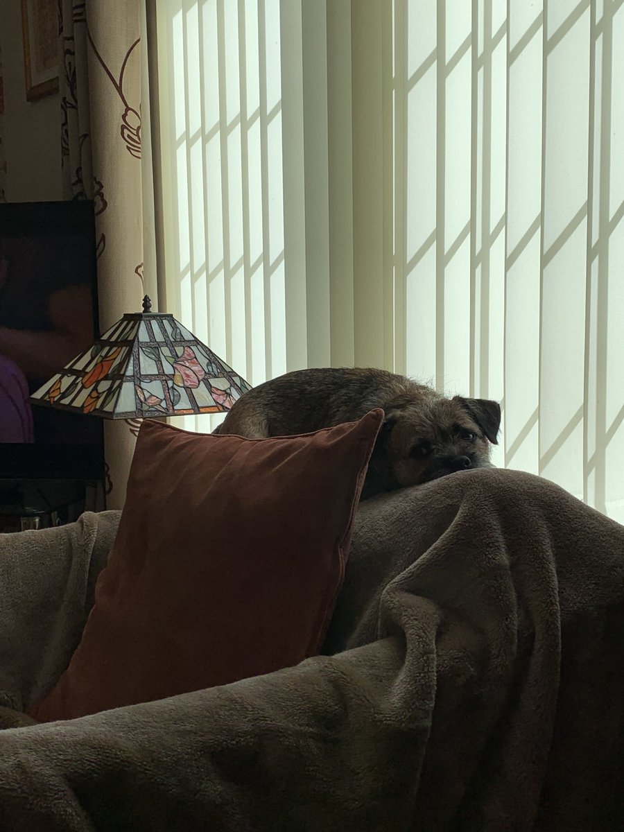 BorderRabble's tweet photo. Lazy Sunday afternoon.... #BTPosse #borderrabble https://t.co/Swdbon5L0j