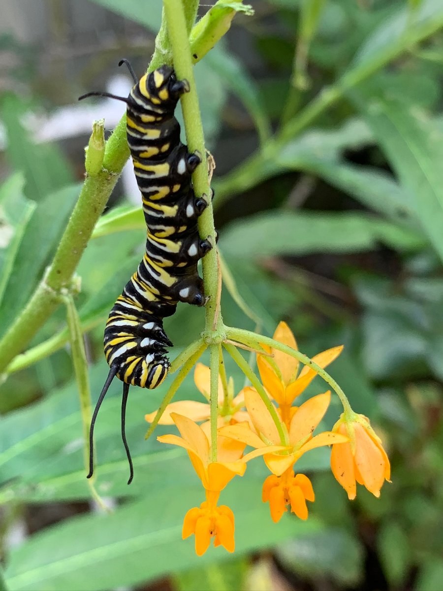imagemaker89's tweet photo. Happy Sunday, take time to look in your garden!
#imagemaker89
#fortlauderdalephotographer
#eventphotography
#photographer
#ftlphotographer
#localphotographer
#clay_h_wieland
#cwpinfraredimages
#claywielandphotography
#fortlauderdale https://t.co/RV3nXQm6tB