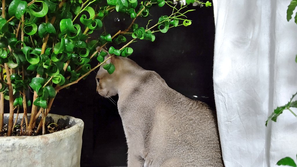 河島思朗 Mo9mo9 Tinaty フィカス ベンジャミン バロックといいます くるくるです Twitter