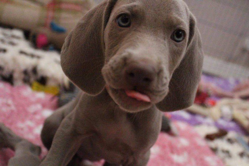 line_training's tweet photo. Baby Tarn #weimararner #inlinedogtraining #meinweg #Rollbacksunday #puppy @kevinyelto https://t.co/HT6cpkGWrB