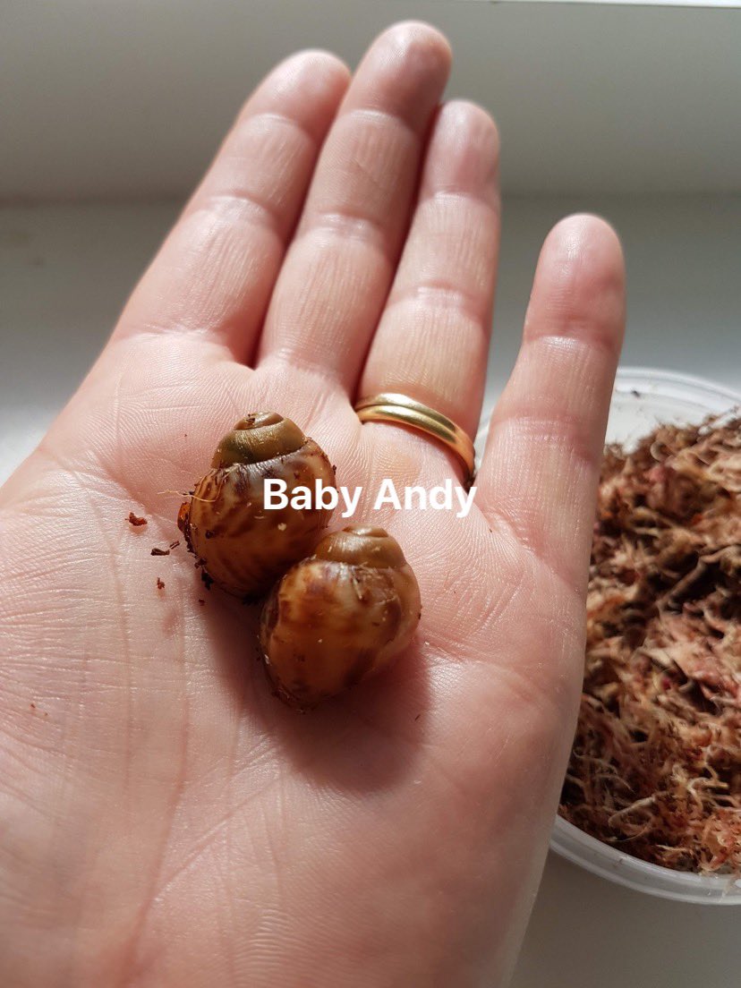 line_training's tweet photo. Not a dog but still part of Inline π and they enjoy training π. @JackDogAiredale will appreciate our household. Four Weimaraner and 2 giant snails π #weimararner #inlinedogtraining #meinweg #Rollbacksunday #puppy @kevinyelto We need to diversify a bit more to catch up still π https://t.co/yJtSy2q9Z7