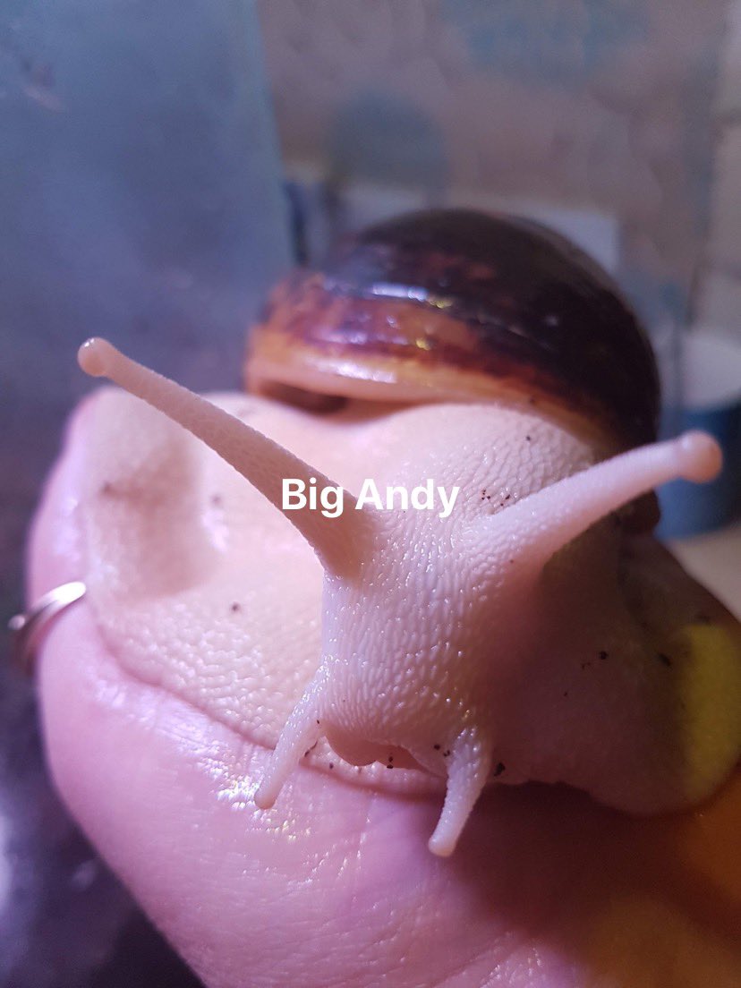line_training's tweet photo. Not a dog but still part of Inline π and they enjoy training π. @JackDogAiredale will appreciate our household. Four Weimaraner and 2 giant snails π #weimararner #inlinedogtraining #meinweg #Rollbacksunday #puppy @kevinyelto We need to diversify a bit more to catch up still π https://t.co/yJtSy2q9Z7