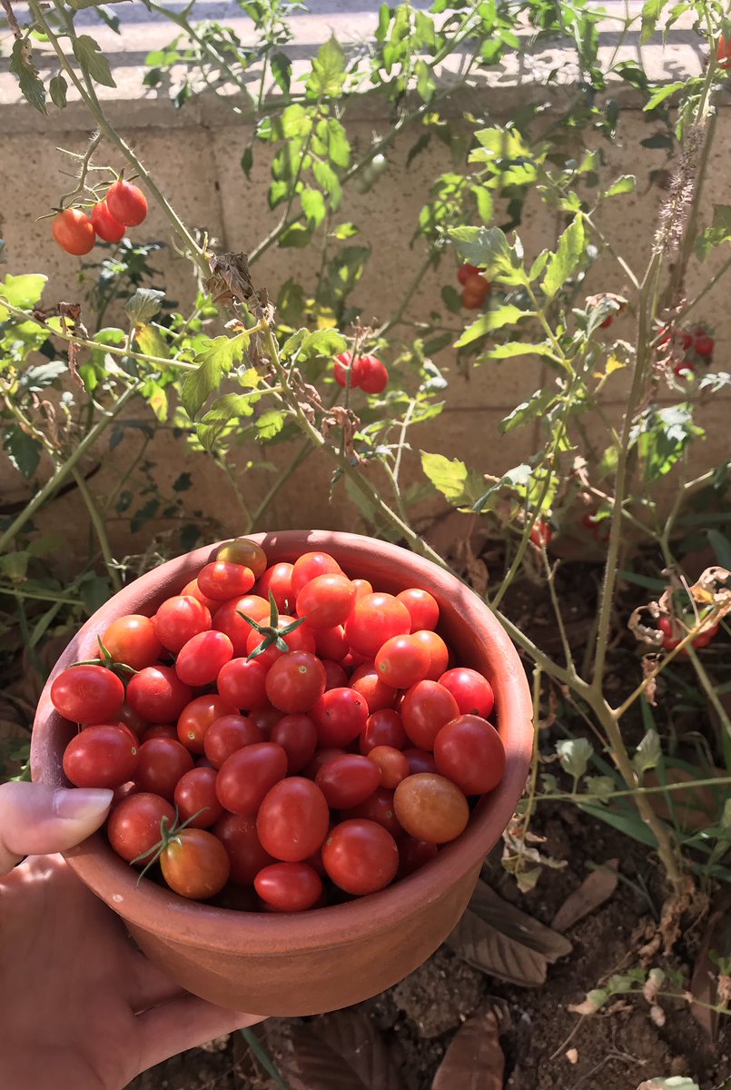 🍅 Ektiğini biçme zamanı 🍅