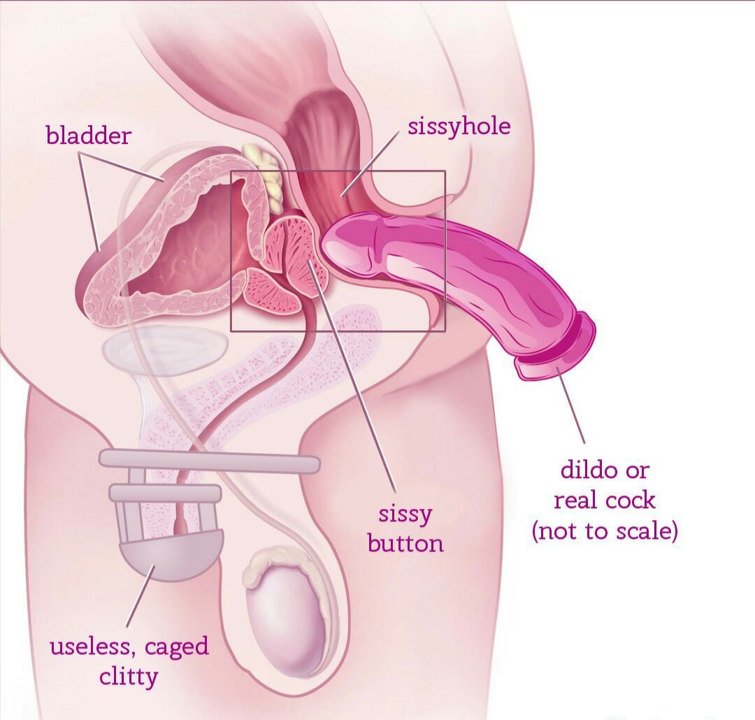 Alislaal on X: Sissys first need to learn their anatomy! 🤭🖤  t.cocFx6J3bH2t  X