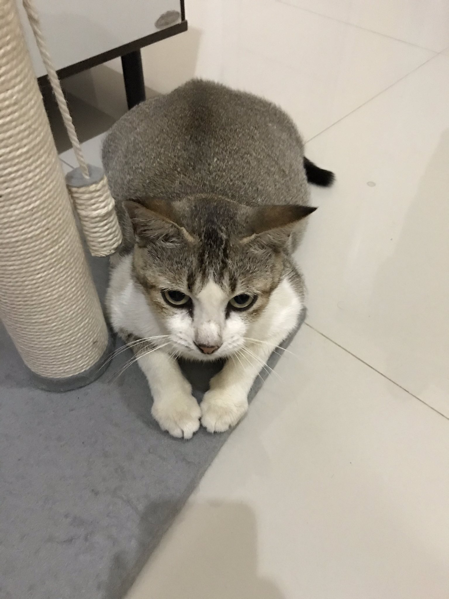 保護猫モナ インドネシア Mona Hogo Neko Twitter