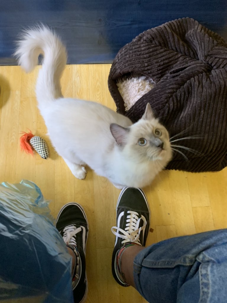 Yesterday I introduced Norbert. He is a four month old ragdoll, and he is super affectionate. I hope he becomes a regular because he’s going to be a lovely big boy.